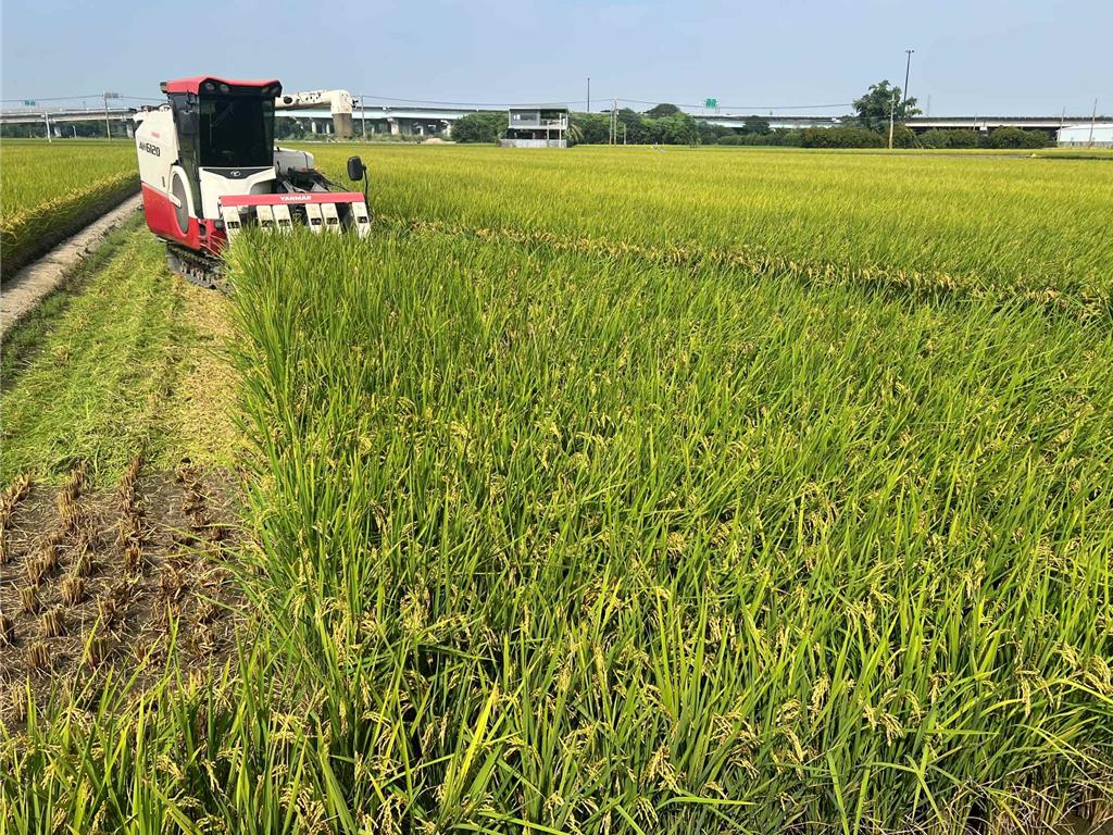 鳳凰逼近！雲林農民漏夜搶收2期稻 收割機業者電話接不完