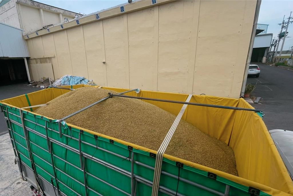 鳳凰逼近！台南稻作不願搶收 青粒恐遭拒收損失慘重