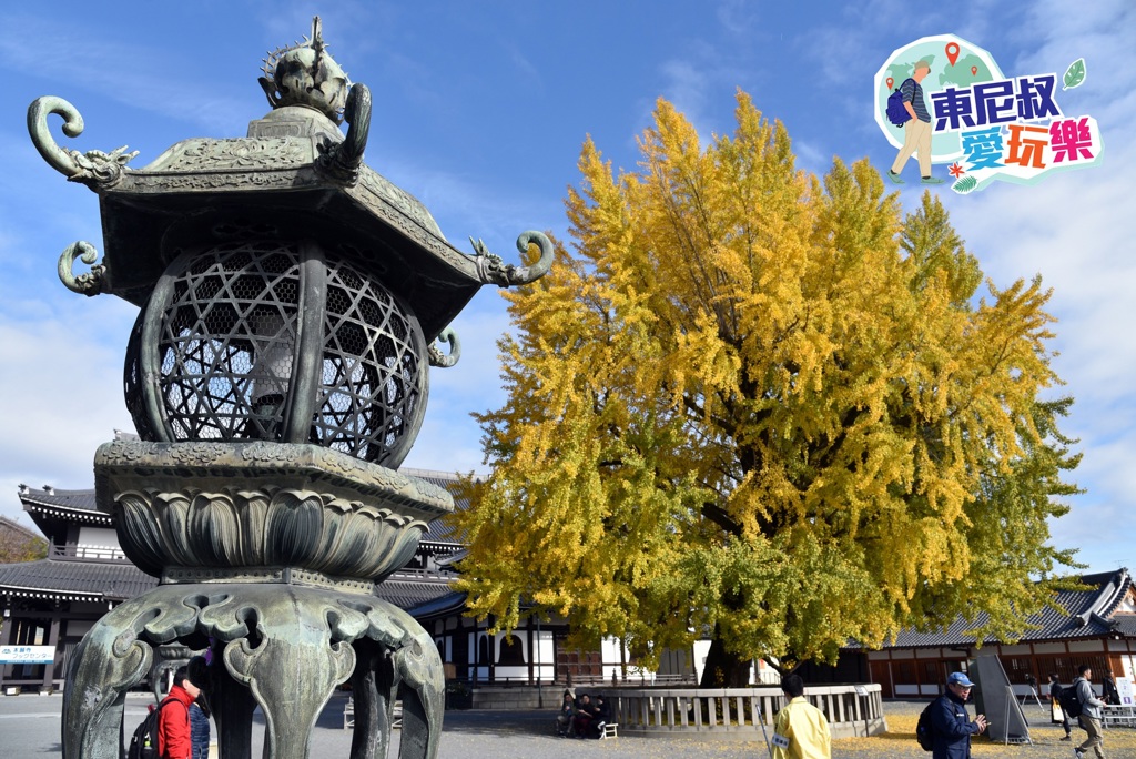 超過四百年歷史的西本願寺，境內的大銀杏於深秋時節驚豔全場。(東尼叔 攝)