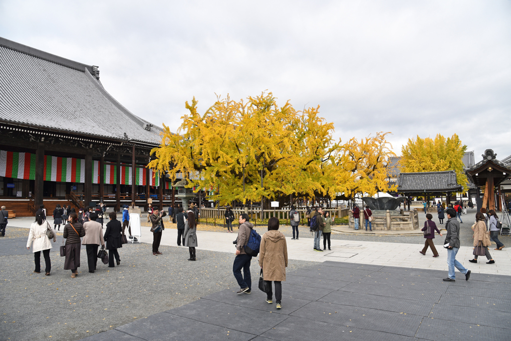 西本願寺的兩棵大銀杏，是京都深秋時節最受矚目的焦點。(東尼叔 攝)
