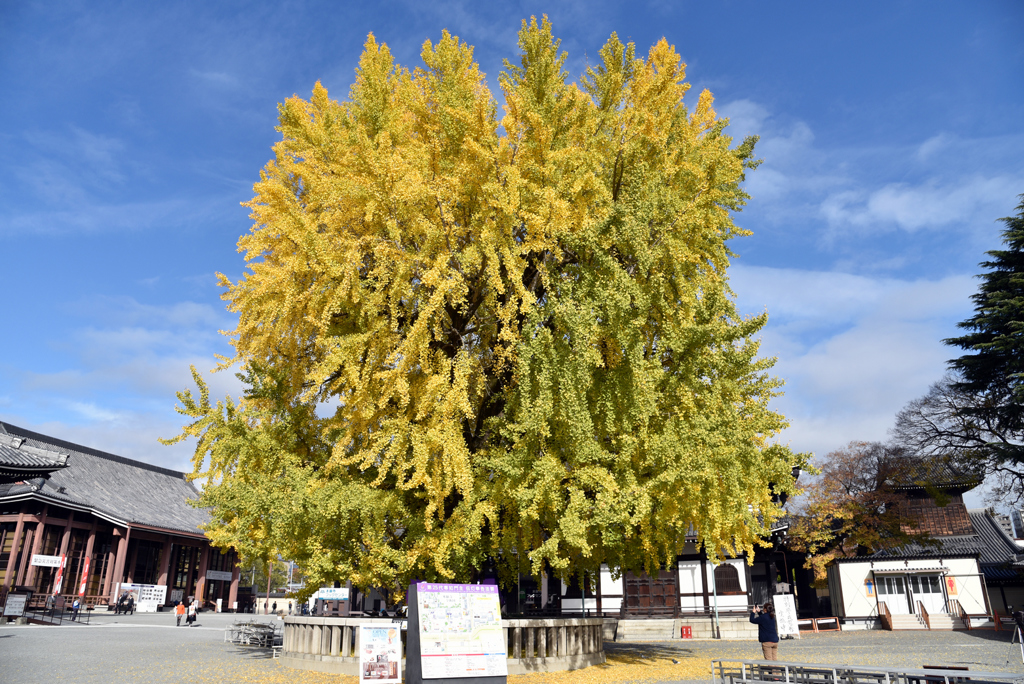 阿彌院堂殿前的這株方形的高大銀杏，外表很像海棉寶寶。(東尼叔 攝)