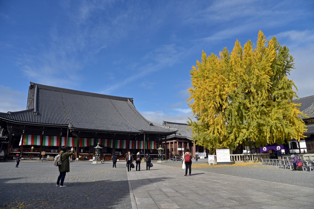 鵝黃的銀杏，為四百多年的西本願寺增添盎然古意。(東尼叔 攝)