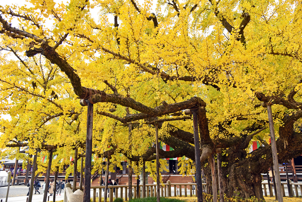倒栽銀杏曾受摧折而形態不如往昔，但其規模仍然非常壯觀。(東尼叔 攝)