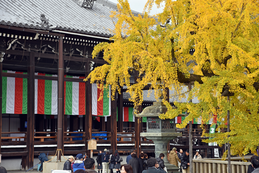 御影堂被指定為日本國寶，倒栽銀杏就種植在御影堂殿前廣場。(東尼叔 攝)