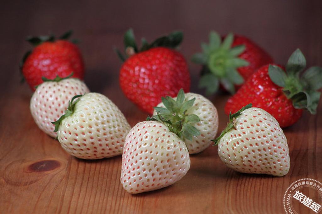 內湖草莓也種植坊間相對較少的白草莓(攝影：洪書瑱)