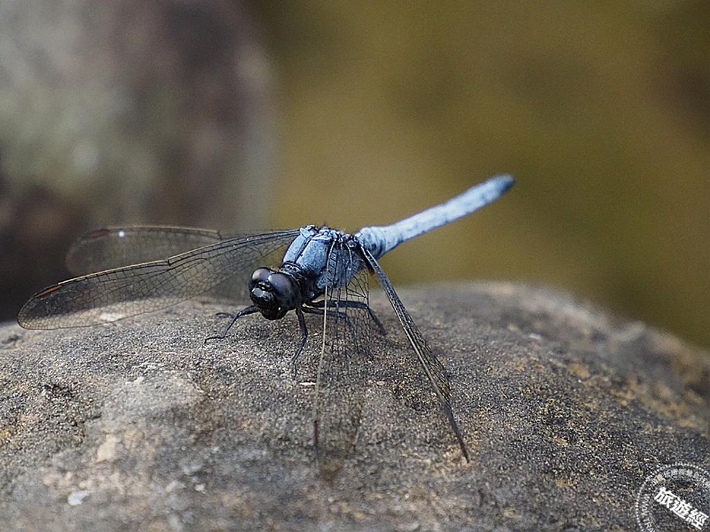 步道遊煤礦產業及蜻蜓、豆娘生態。圖為示意(攝影:洪書瑱)