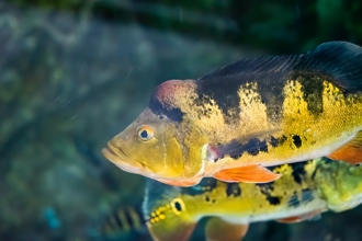 日月潭魚虎遭團滅 電撈量銳減 懷疑有「新魚王」