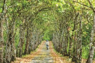 沐浴在森林的滋养 大农大富平地森林园区自行车道
