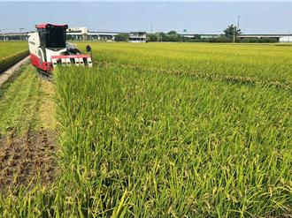 凤凰逼近！云林农民漏夜抢收2期稻 收割机业者电话接不完