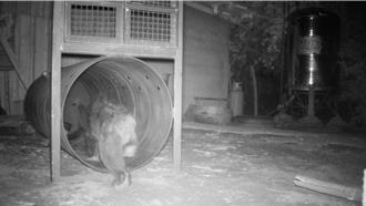 花蓮黑熊闖工寮偷雞！林保署「誘捕桶」2小時光速逮獲