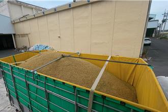 凤凰逼近！台南稻作不愿抢收 青粒恐遭拒收损失惨重