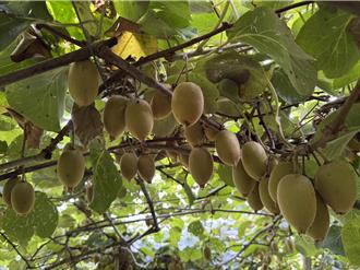 完勝進口！台灣國產奇異果甜度爆表 成市場搶手貨