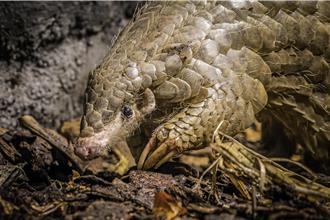 旅居捷克布拉格穿山甲「潤喉糖」 9日不幸病逝