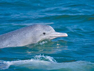 侵白海豚棲地 五接再補件