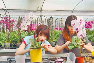 鹿草尋寶趣 農村盲盒在嘉等