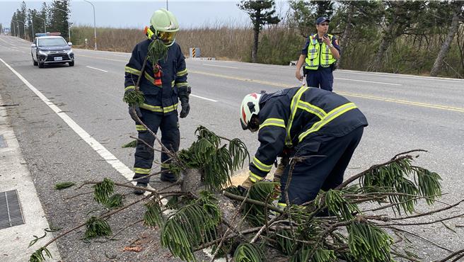 「凤凰颱风」近逼，澎湖西屿乡10日早上阵风已达12级，203县道后寮国小校门北侧约200公尺道路旁路树倾倒，警消执行路树倾倒移除。（警消提供／许逸民澎湖传真）