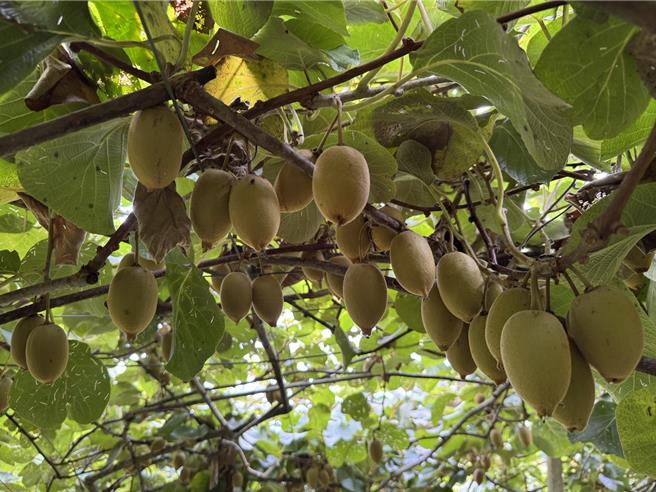 農業部苗栗區農業改良場表示，台灣奇異果能在果樹上完熟後再採收，這時候的果實香氣、甜度與口感均達到最佳狀態，風味可以完勝進口奇異果。（圖／農業部）