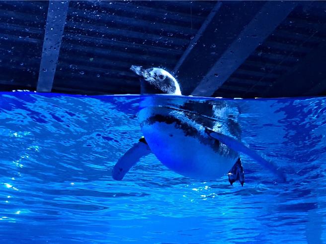 台中海洋館原本預計在今年底引進12隻麥哲倫企鵝，不過受限企鵝原棲地被台灣列為疫區，相關引進流程尚在處理中，確定無法年底前抵台。館方說，目前希望可於明年農曆年前抵達。（温予菱攝）