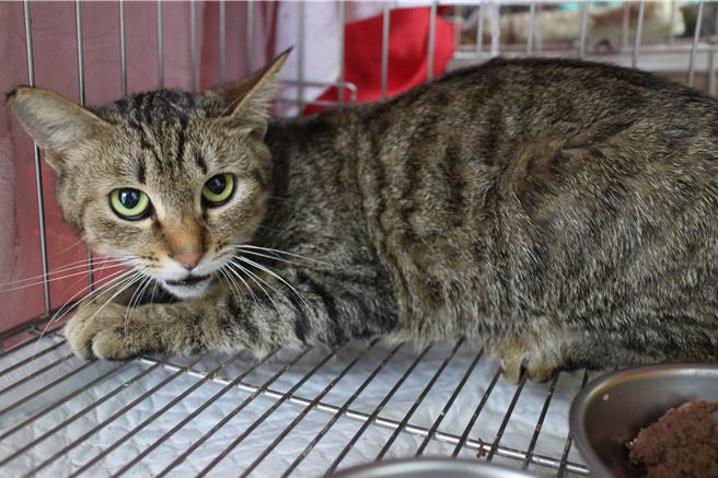 新北市動保處協助救治受傷的虎斑黑貓，並協助牠找到溫暖的家。（新北市動保處提供）