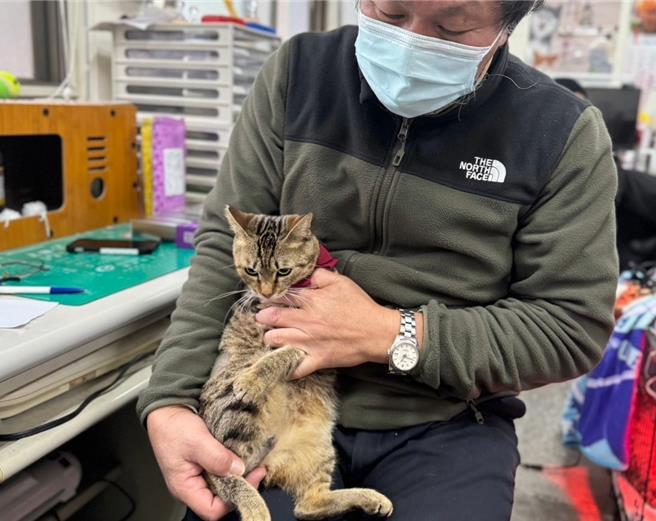 新北市動保處協助救治受傷的虎斑黑貓，並協助牠找到溫暖的家。（新北市動保處提供）