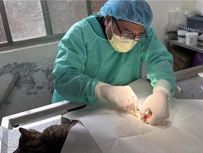 新北市動保處協助救治受傷的虎斑黑貓，並協助牠找到溫暖的家。（新北市動保處提供）