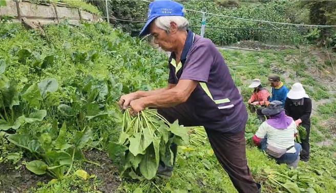 仁爱乡农友10日抢收菠菜、栉瓜等蔬菜，避免颱风来袭，道路中断，蔬菜运不出去，血本无归。（仁爱乡农会提供／杨静茹南投传真）