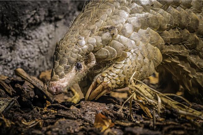 台北市立動物園旅居捷克布拉格動物園的穿山甲「潤喉糖」，於11月9日午間辭世。（台北市動物園提供）