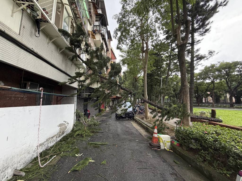 鳳凰強風釀禍!北投立農公園「3層樓高樹木」斷裂砸民宅