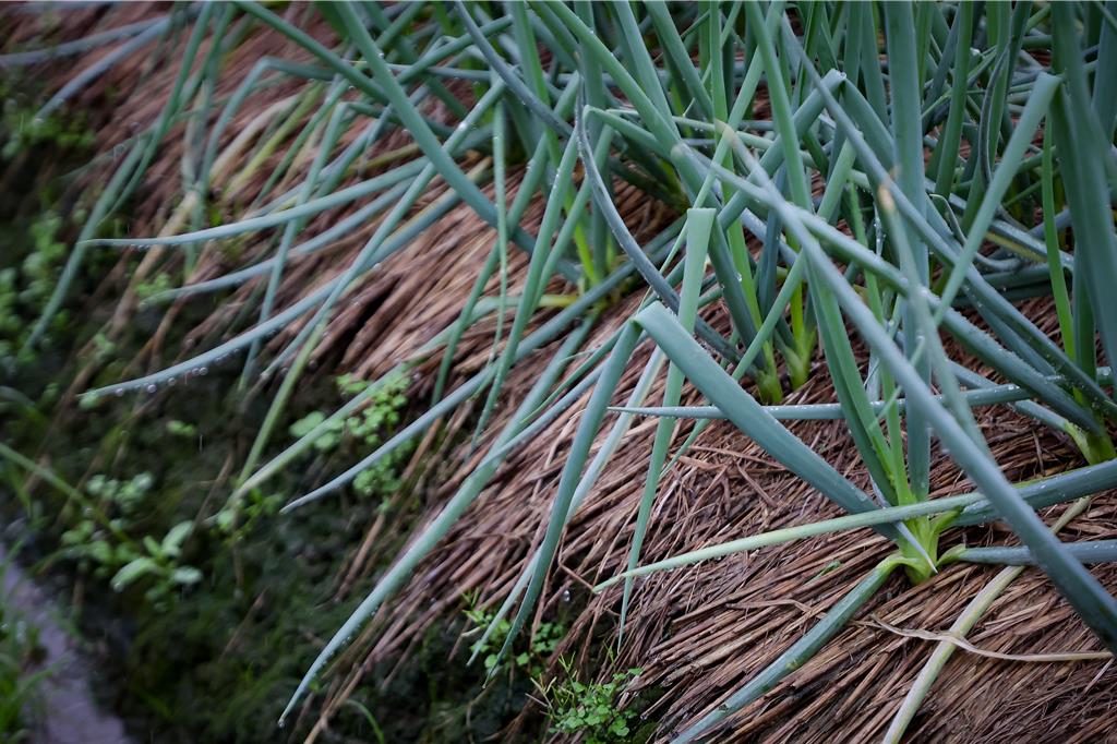 三星蔥告急!連日豪雨釀田區積水 農友憂青蔥根部腐爛