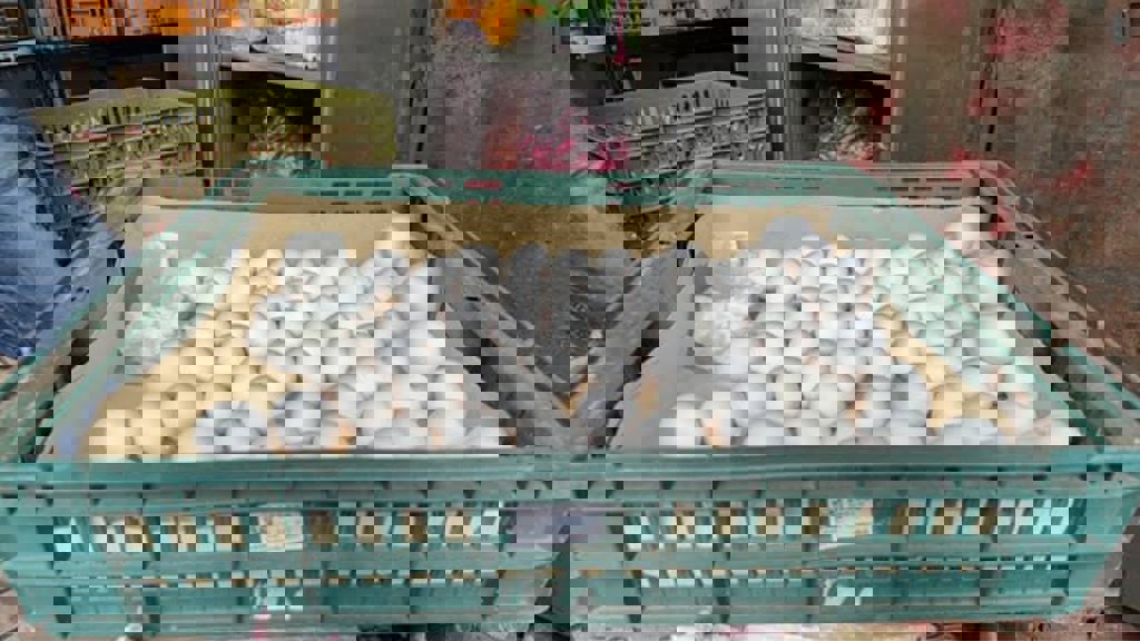 15萬顆芬普尼蛋流竄 市場散裝蛋怎辨別？菜販教看