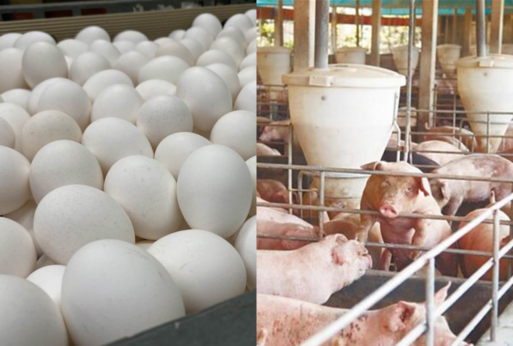 驗出毒蛋「遲6天才告知民眾」?藥師酸爆非洲豬瘟迴力鏢