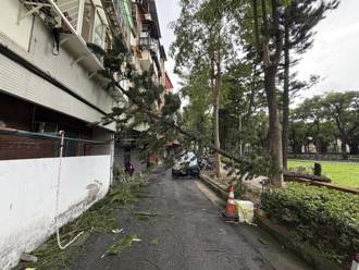 鳳凰強風釀禍！北投立農公園「3層樓高樹木」斷裂砸民宅