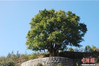 1噸茶換10噸鋼！雲南臨滄改寫世界茶史 年產值上看千億