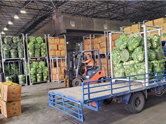 壮观！西螺果菜市场现「高丽菜山」 菜农抢收菜价稍涨