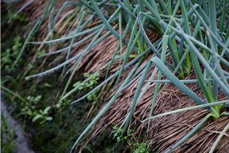 三星蔥告急！連日豪雨釀田區積水 農友憂青蔥根部腐爛