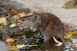 「米奇入飯鍋」台中小吃店員照煮不理　客人嚇呆衛生局急查