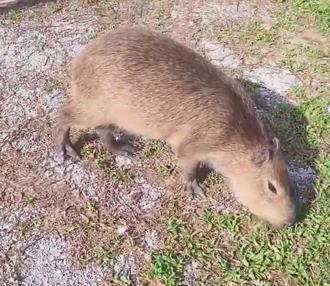影》水豚逃家記！「小豬」跳高牆越獄 園方：已返回禁足反省