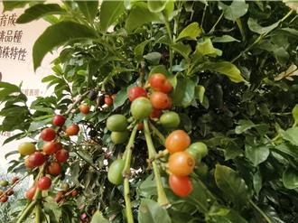 15年磨一剑！嘉义农试所首支本土育种「台农咖啡1号」问市