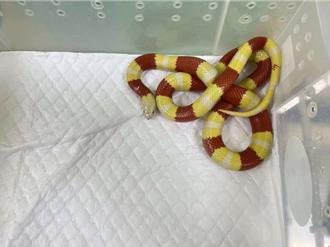 近3月平均4天收容1只宠物蛇 新北动保处推非犬猫登记