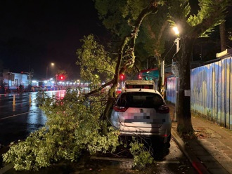 鳳凰發威！北市至善路路樹倒塌　砸毀無辜轎車
