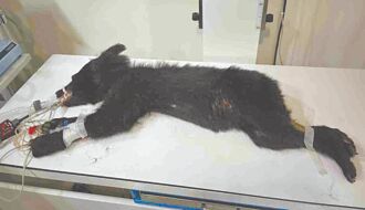 花莲 黑熊工寮觅食 遭诱捕送医