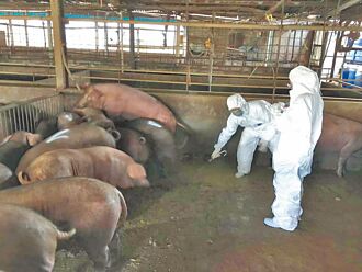 獸醫人力荒 桃市府盼中央改善待遇