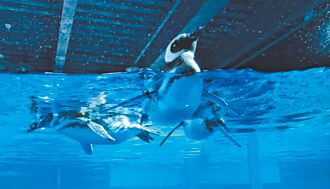 阿根廷爆禽流感 12企鹅延后到