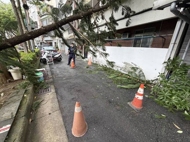 公園內路樹倒塌。（蕭宥彤翻攝）