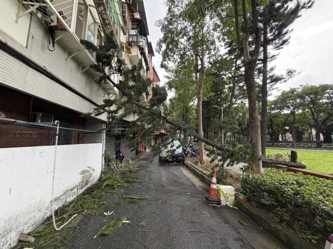 路樹砸向民宅。（蕭宥彤翻攝）