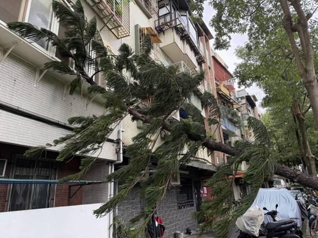 公園內路樹倒塌。（蕭宥彤翻攝）