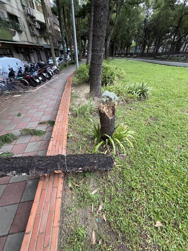 樹木疑似遭強風吹斷。（蕭宥彤翻攝）