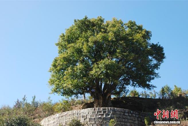 普洱茶原鄉雲南臨滄茶崛起之路。圖為臨滄鳳慶縣錦秀村樹齡達3200年錦繡茶尊依然枝繁葉茂。（中新社╱臨滄市融媒體中心提供）