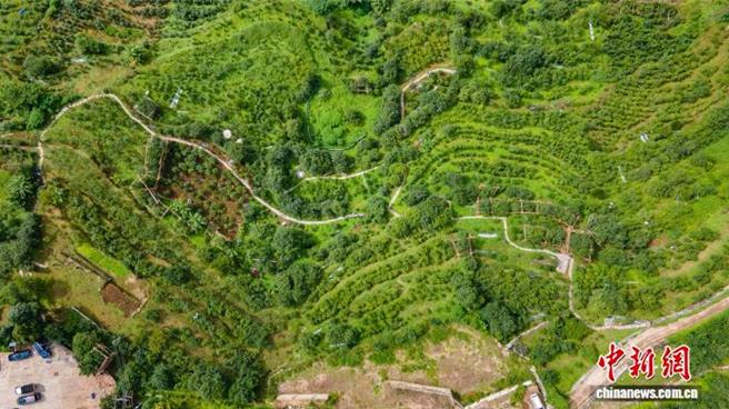 普洱茶原鄉雲南臨滄茶崛起之路。圖為航拍臨滄市雙江自治縣猛庫鎮冰島村古茶園。（中新社）