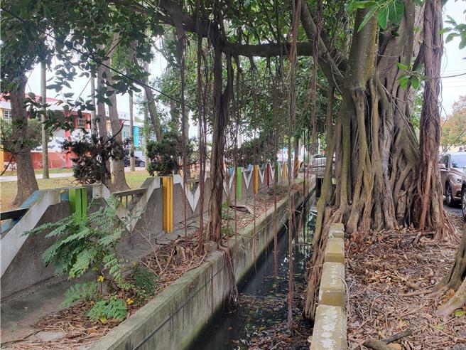 孟加拉榕生長快速，陽明國小圍牆外的孟加拉榕路樹，樹葉塞滿灌溉溝渠、氣根垂落搶水。（周麗蘭攝）